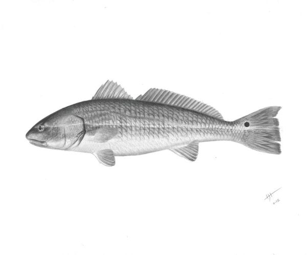 redfish-scientific-hayden-hammond